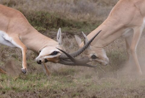 Antelopes-fighting