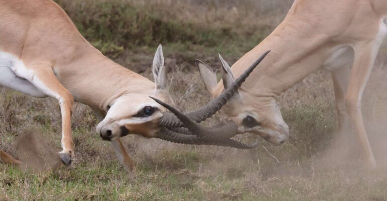 Antelopes-fighting